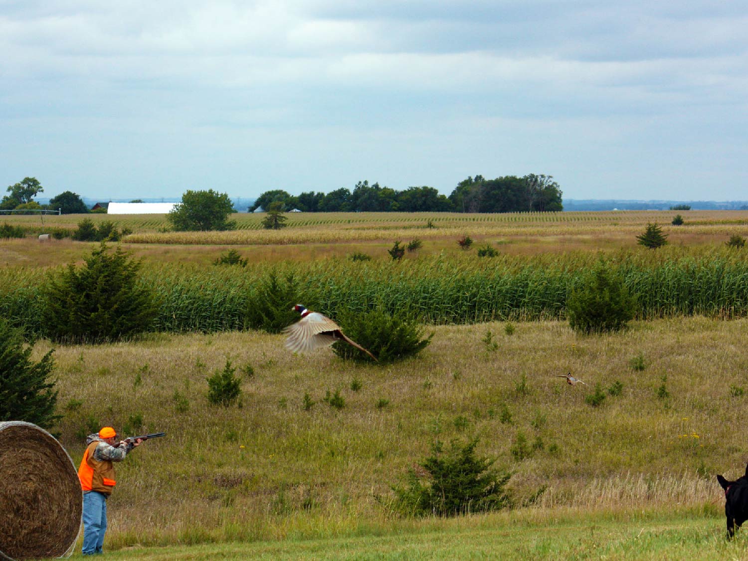 hunter aiming a shotgun in a field