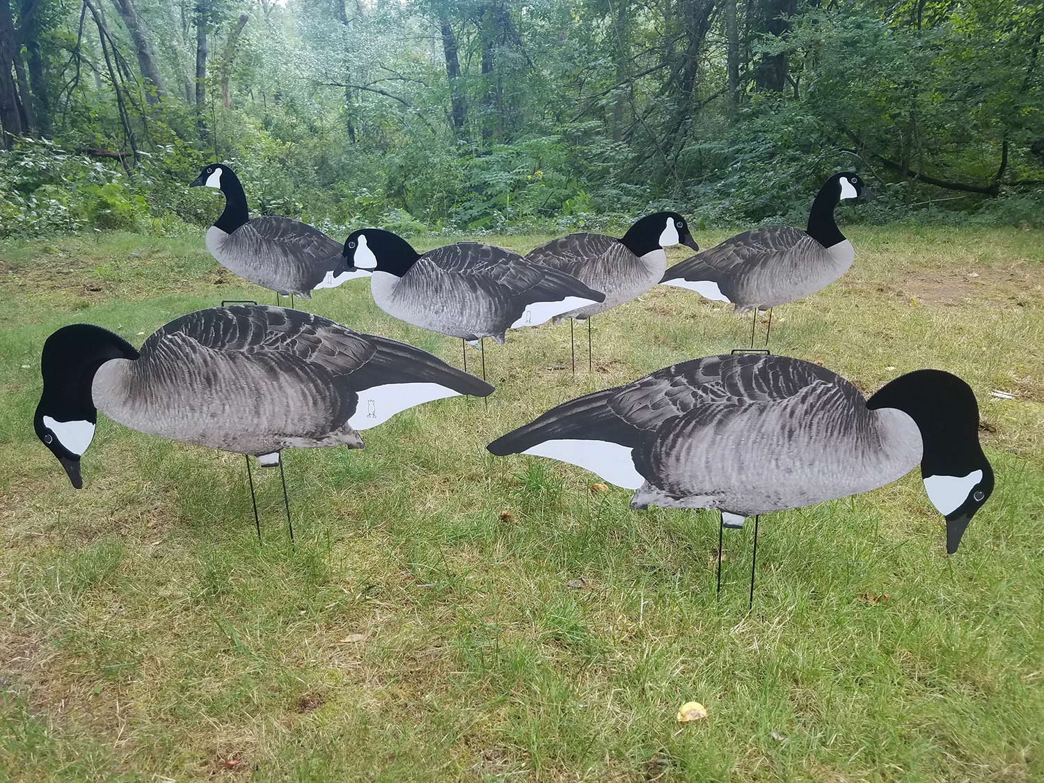 a group of 2d geese decoys