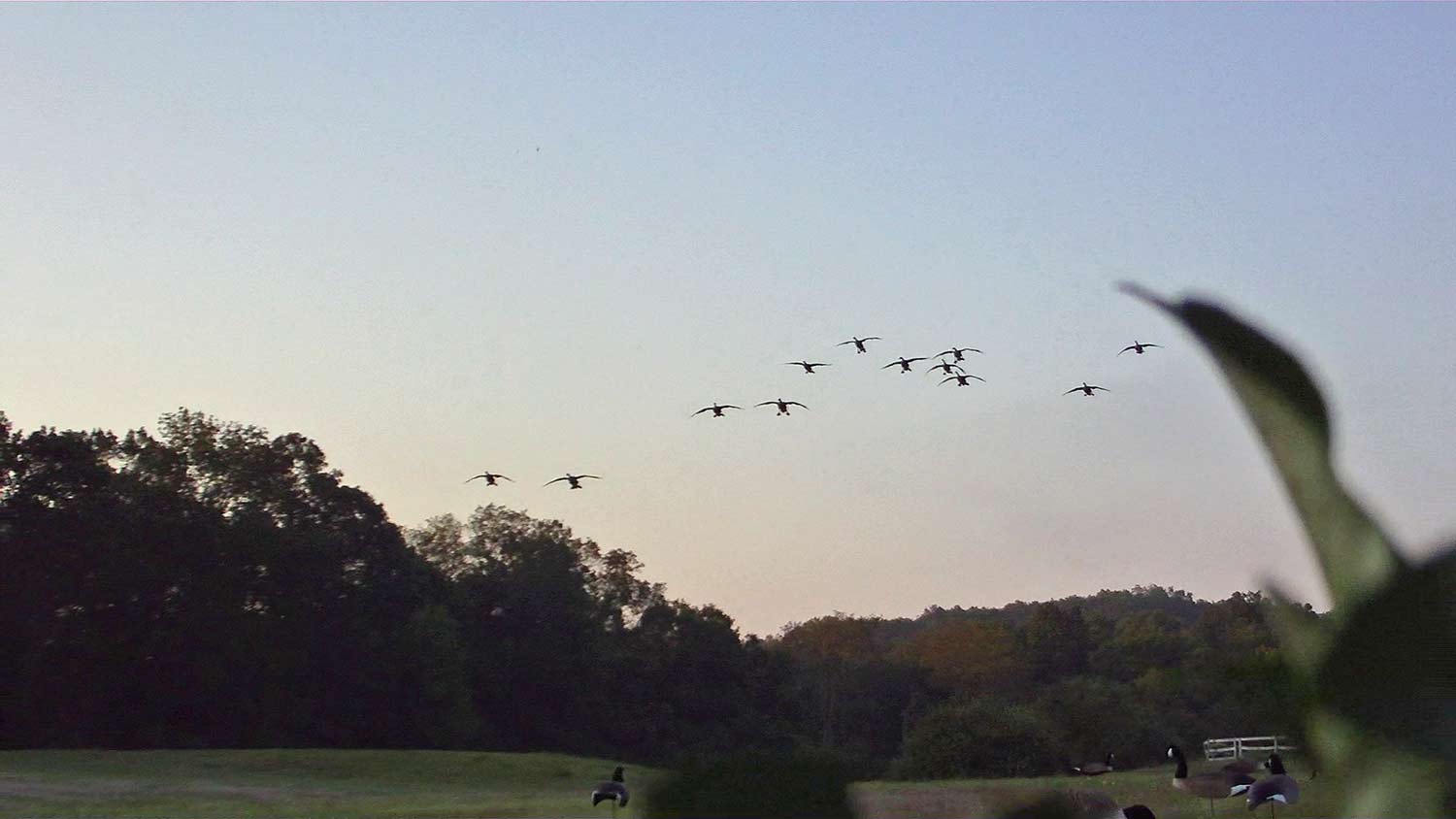 geese flying in formation