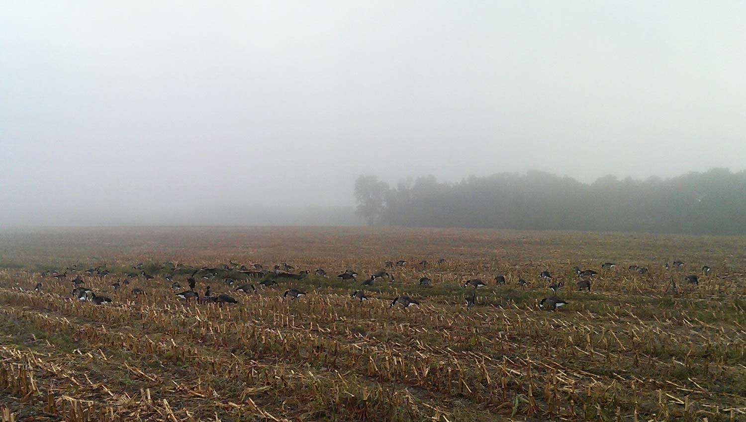 geese hunting in a field