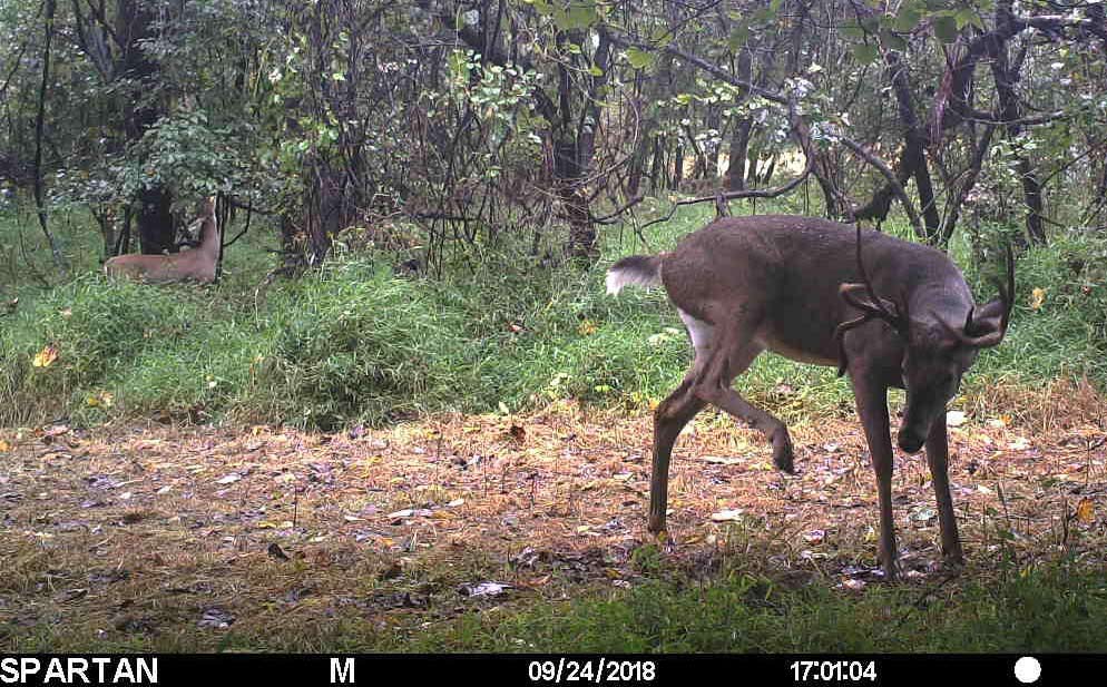 daytime buck caught on a trail cam