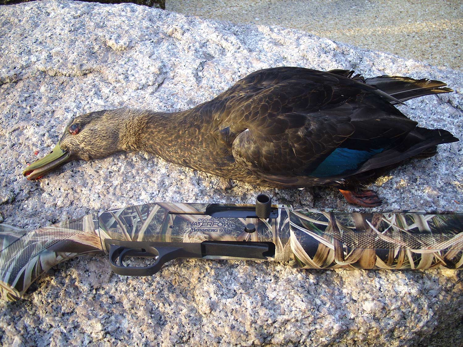 mossberg 930 black duck hunting shotgun