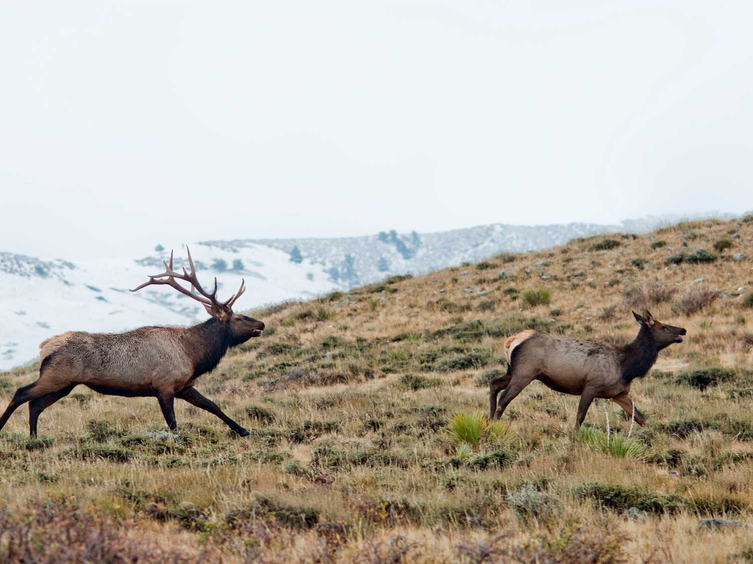 elk running on a hillside
