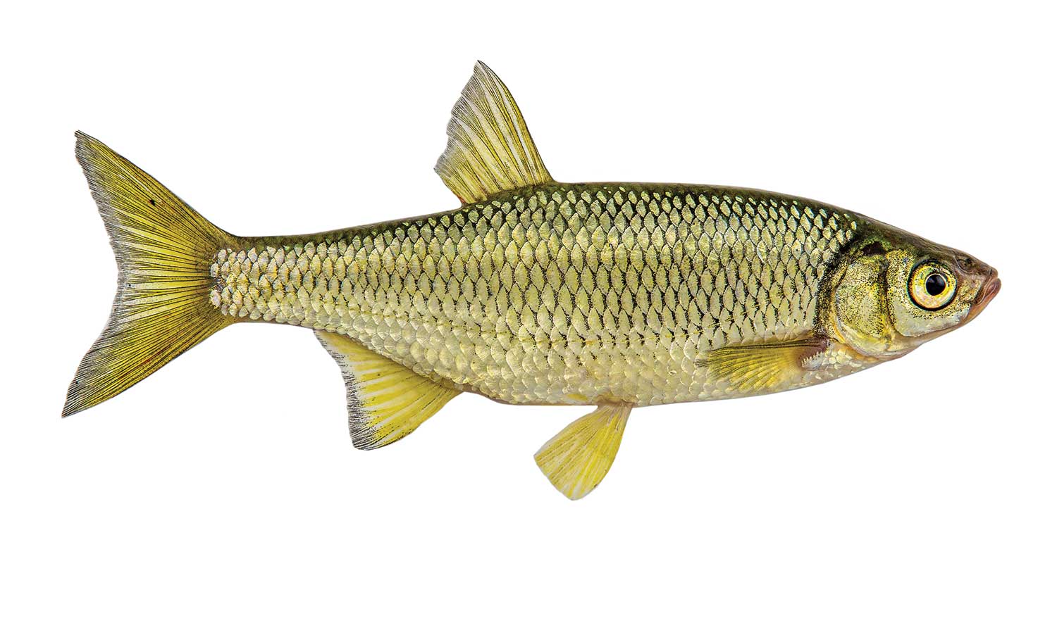 a golden florida bass