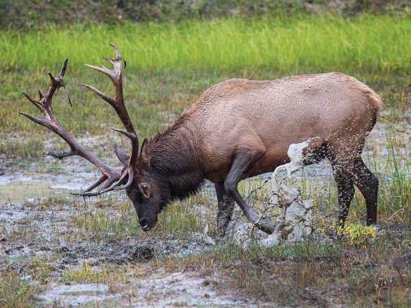 Hang a Treestand to Ambush Bull Elk Over a Wallow
