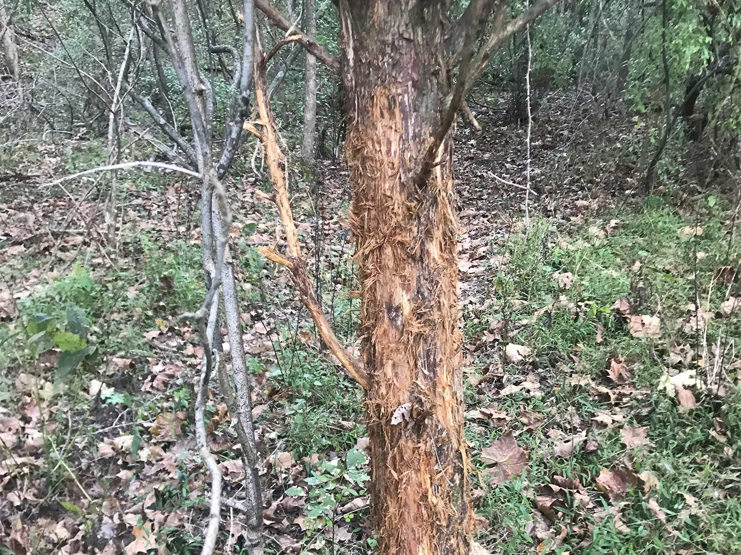 a scraped tree