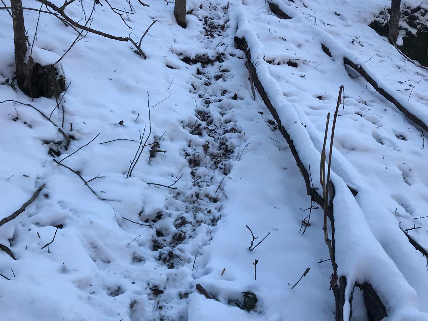deer tracks in the snow