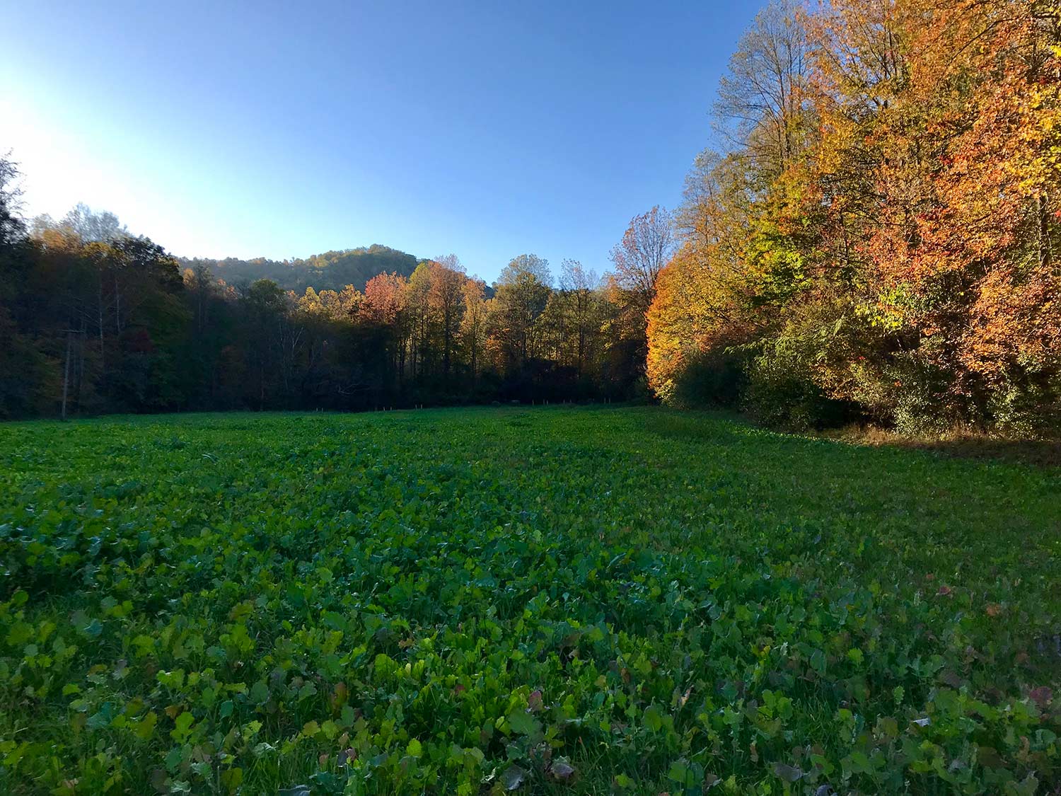 a giant food plot