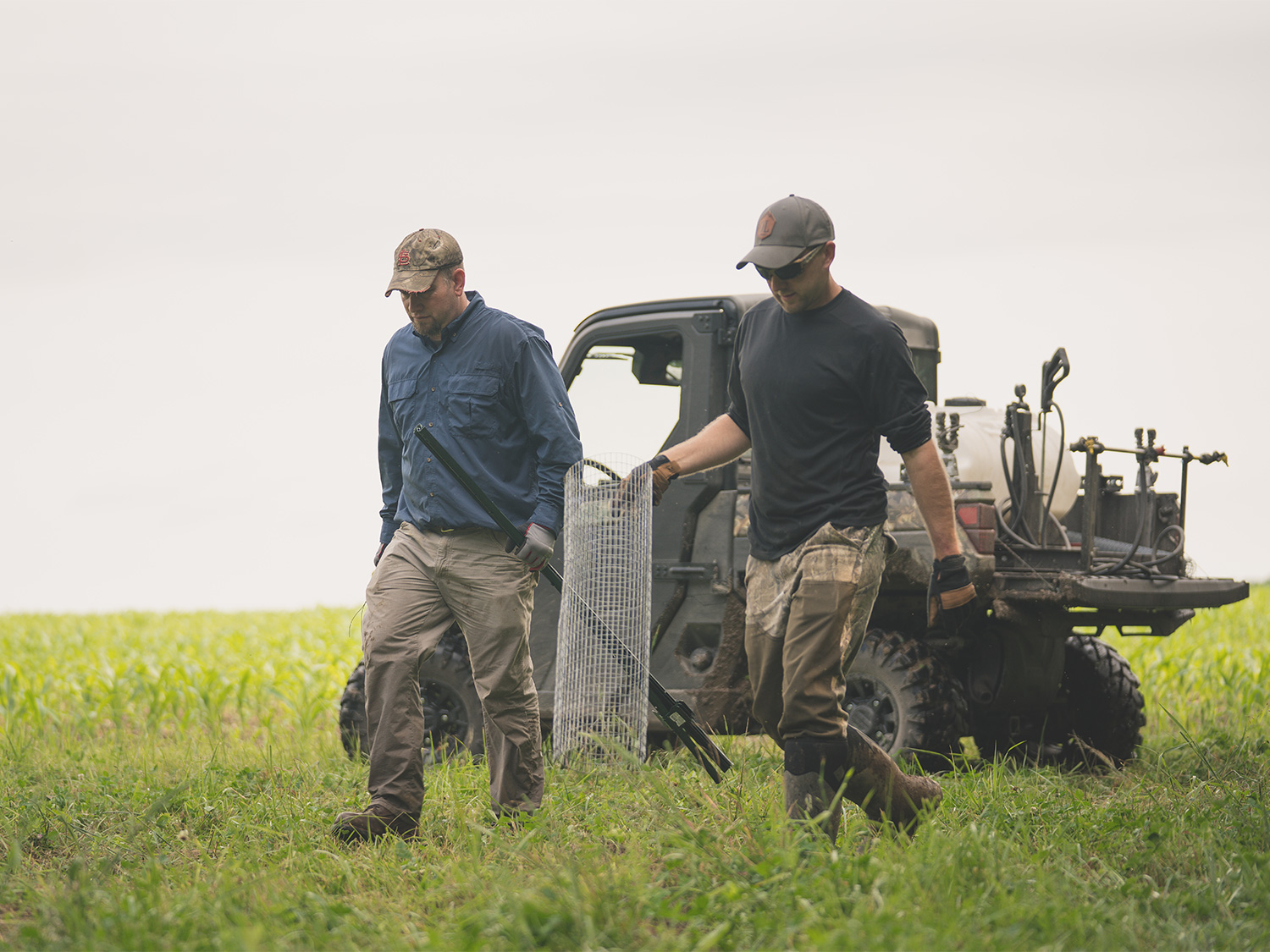 hunters carrying wire frames in a clover field
