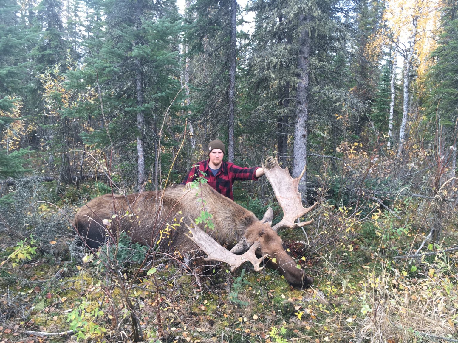 500 Point Moose Top 10 Moose Cartridges and Bullets