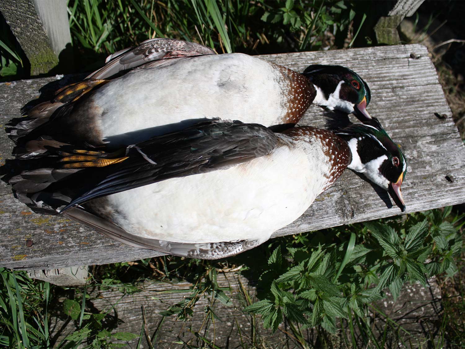 two wood ducks on a wooden plank