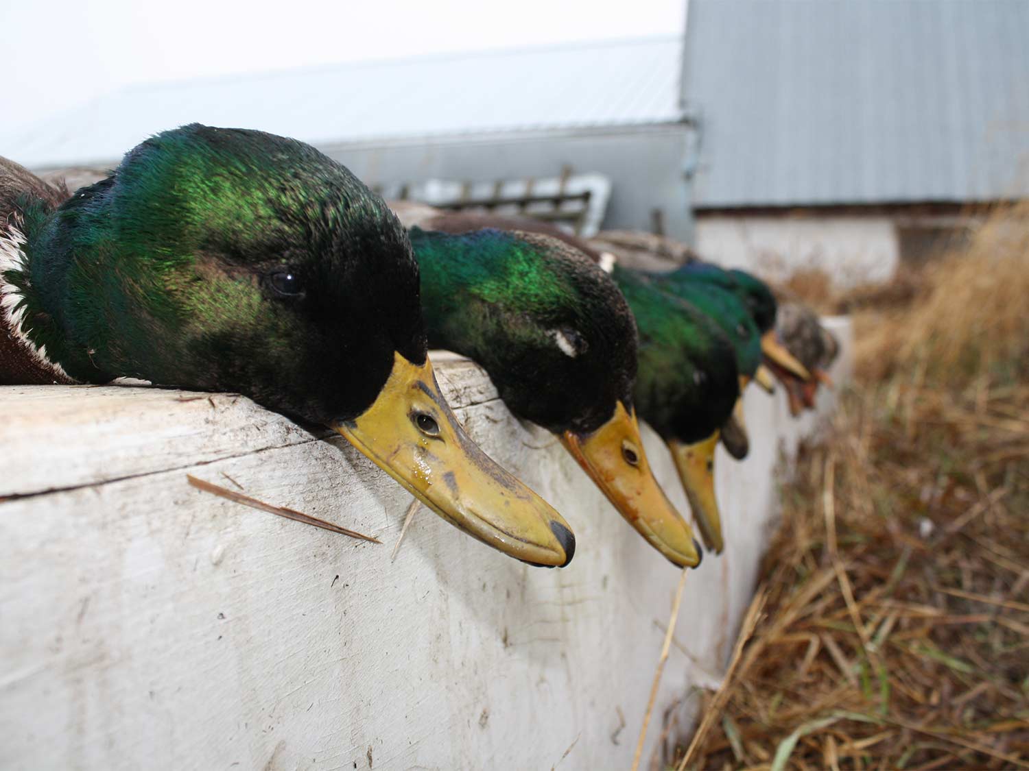 several green head mallard ducks