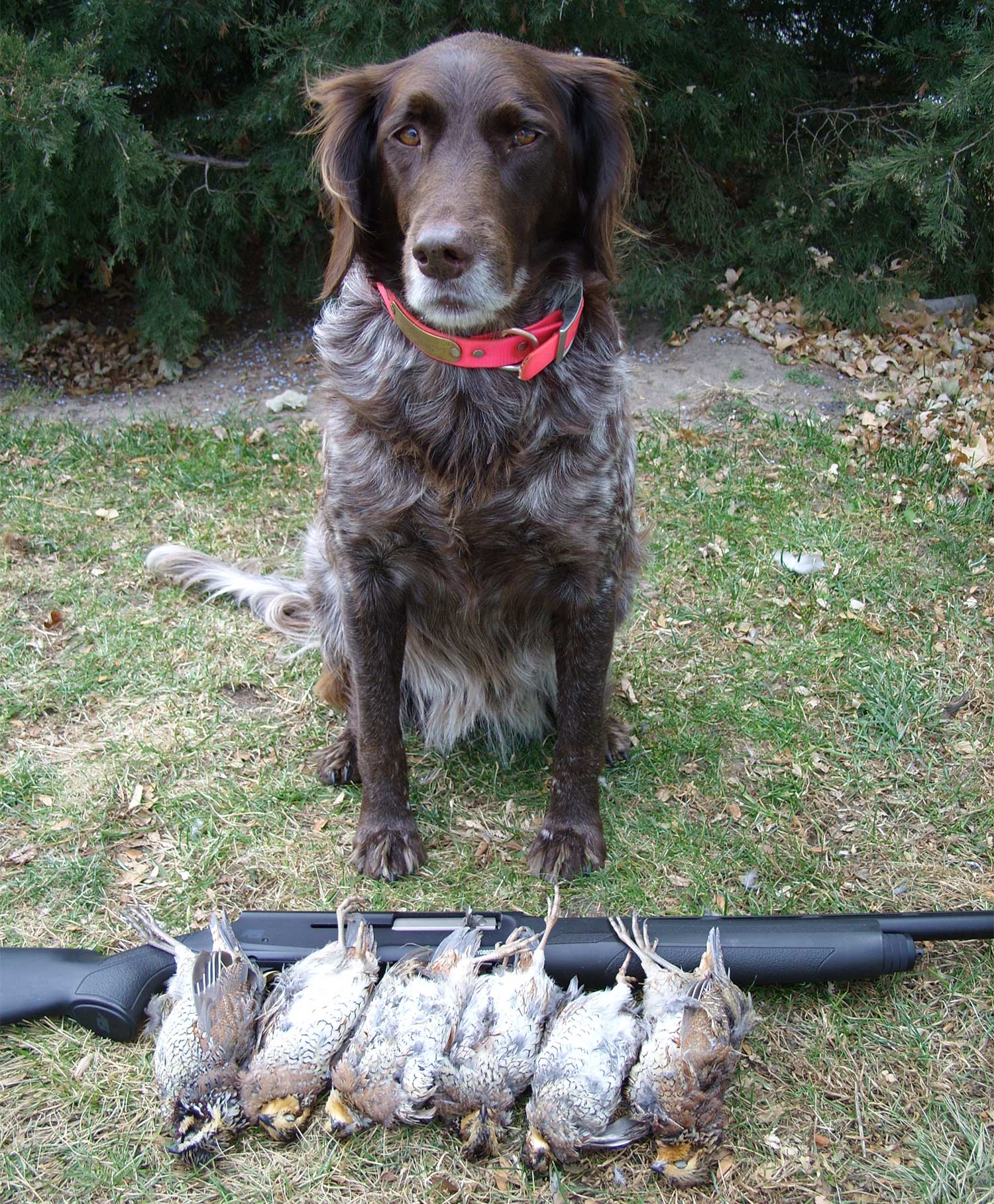 a hunting dog with quail and guns