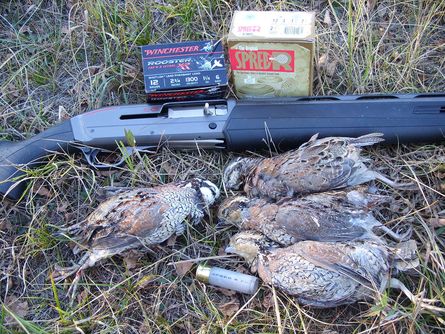 quail and pheasant hunting with shotgun ammo