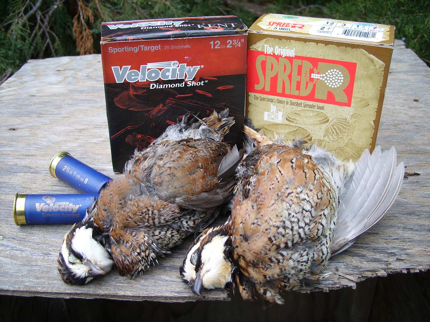 kent and polywad shotgun ammo with quail hunting