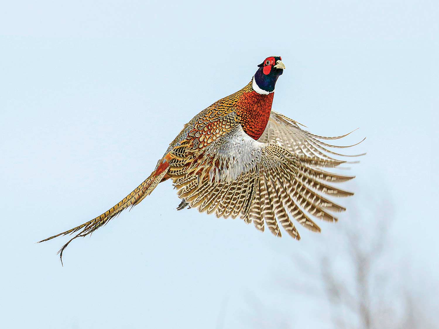 rooster pheasant flushing out