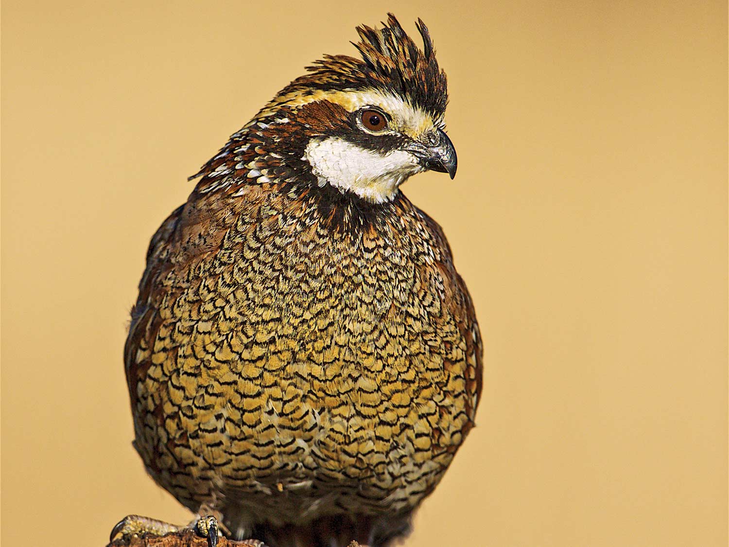 a quail sentry bobwhite