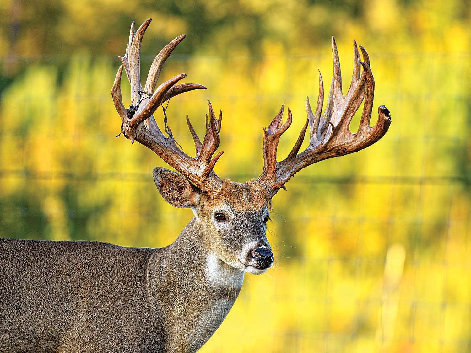 a monstrous buck with a large antler spread