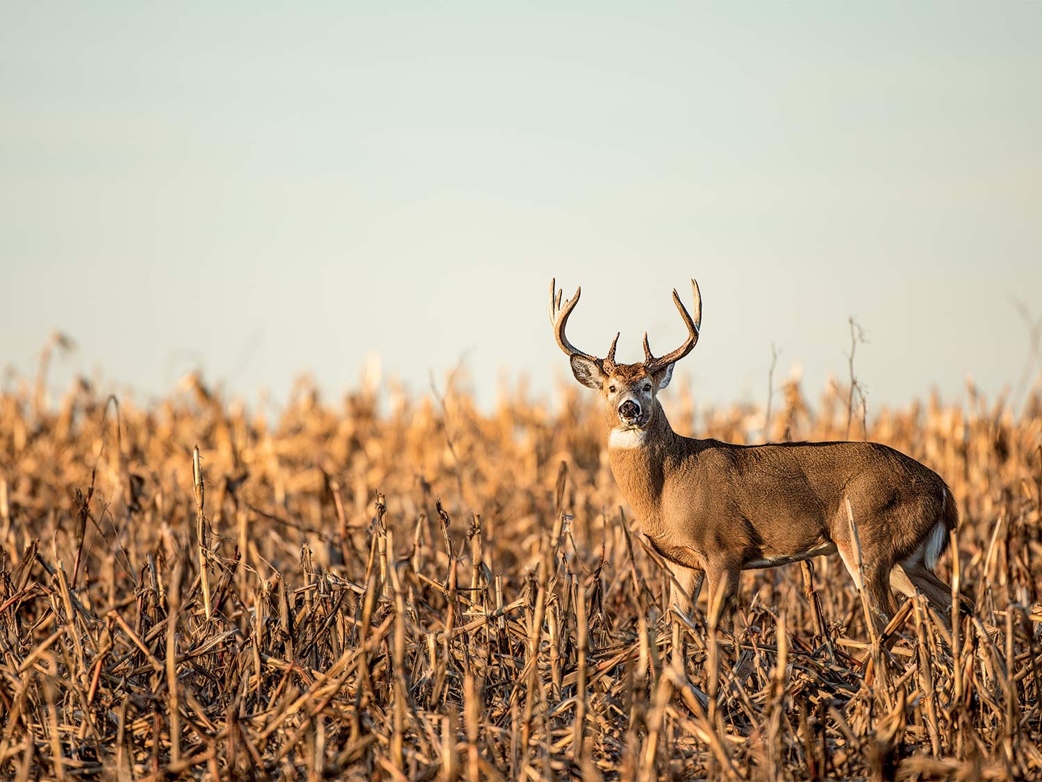 stud Michigan buck standing in a corn field