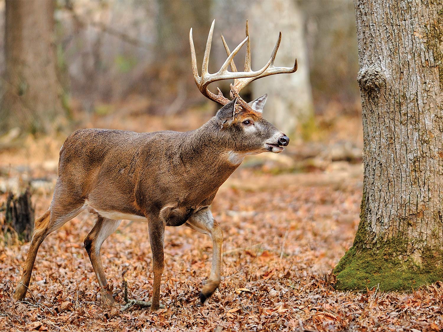 a large whitetail buck in the woods