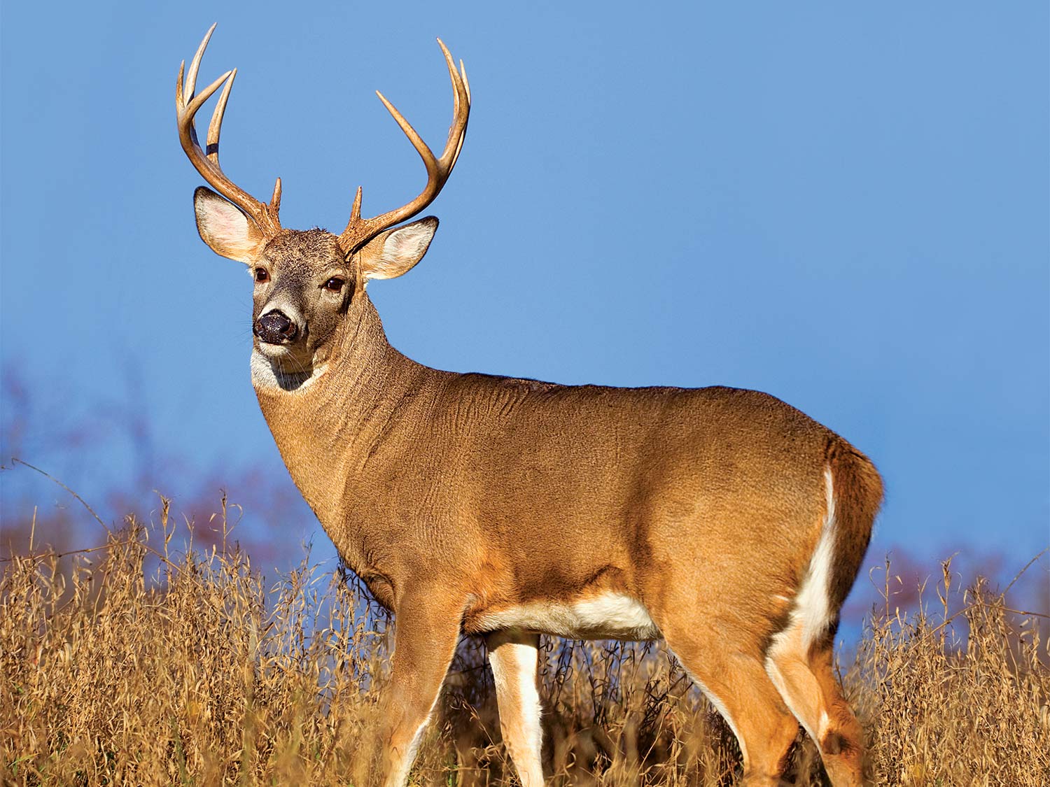 an ontario buck standing in a knoll