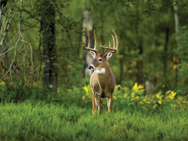 It's Time to Cut the B.S. in Deer Hunting