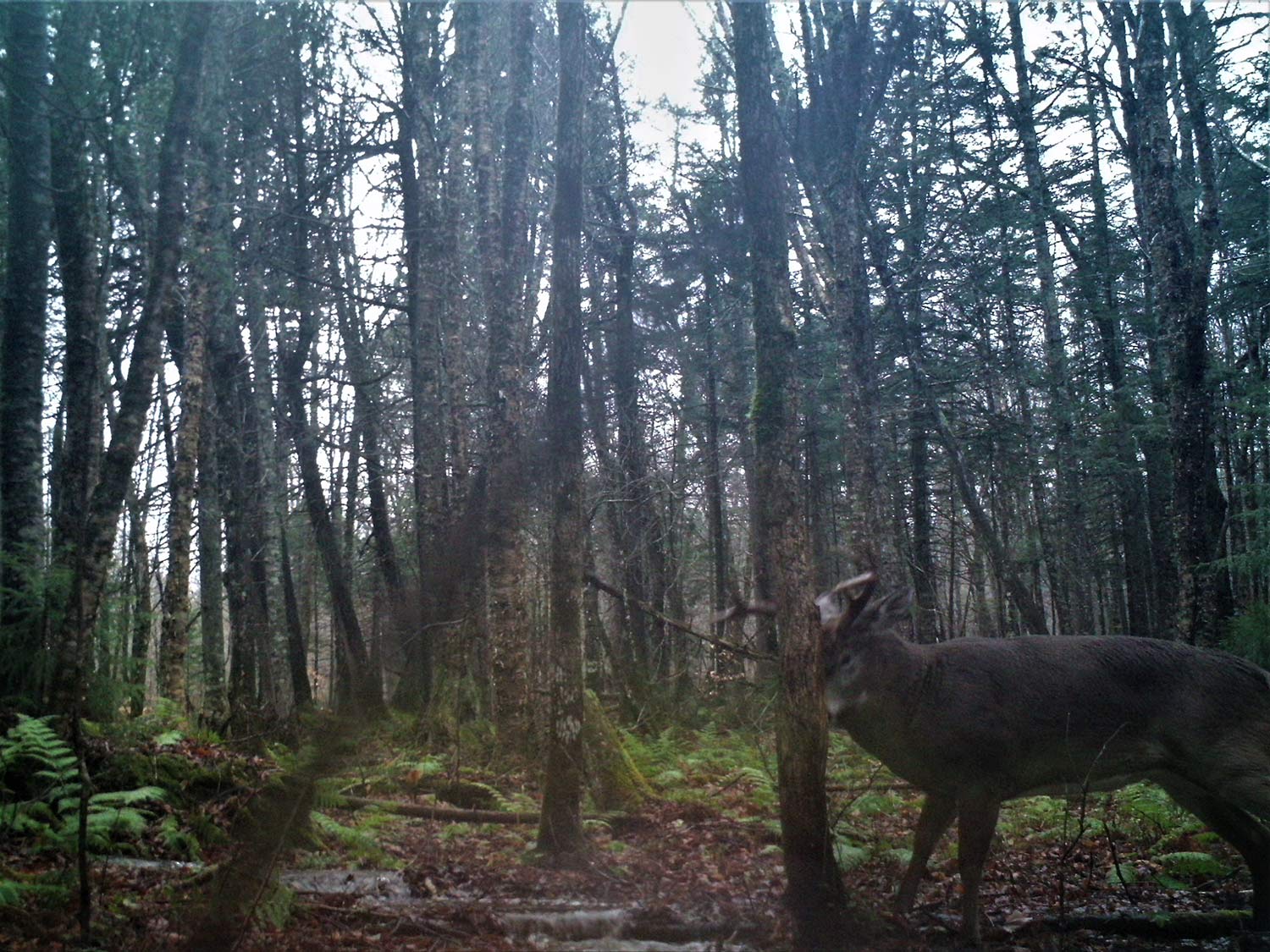 trail cam photo of a deer rubbing against a tree