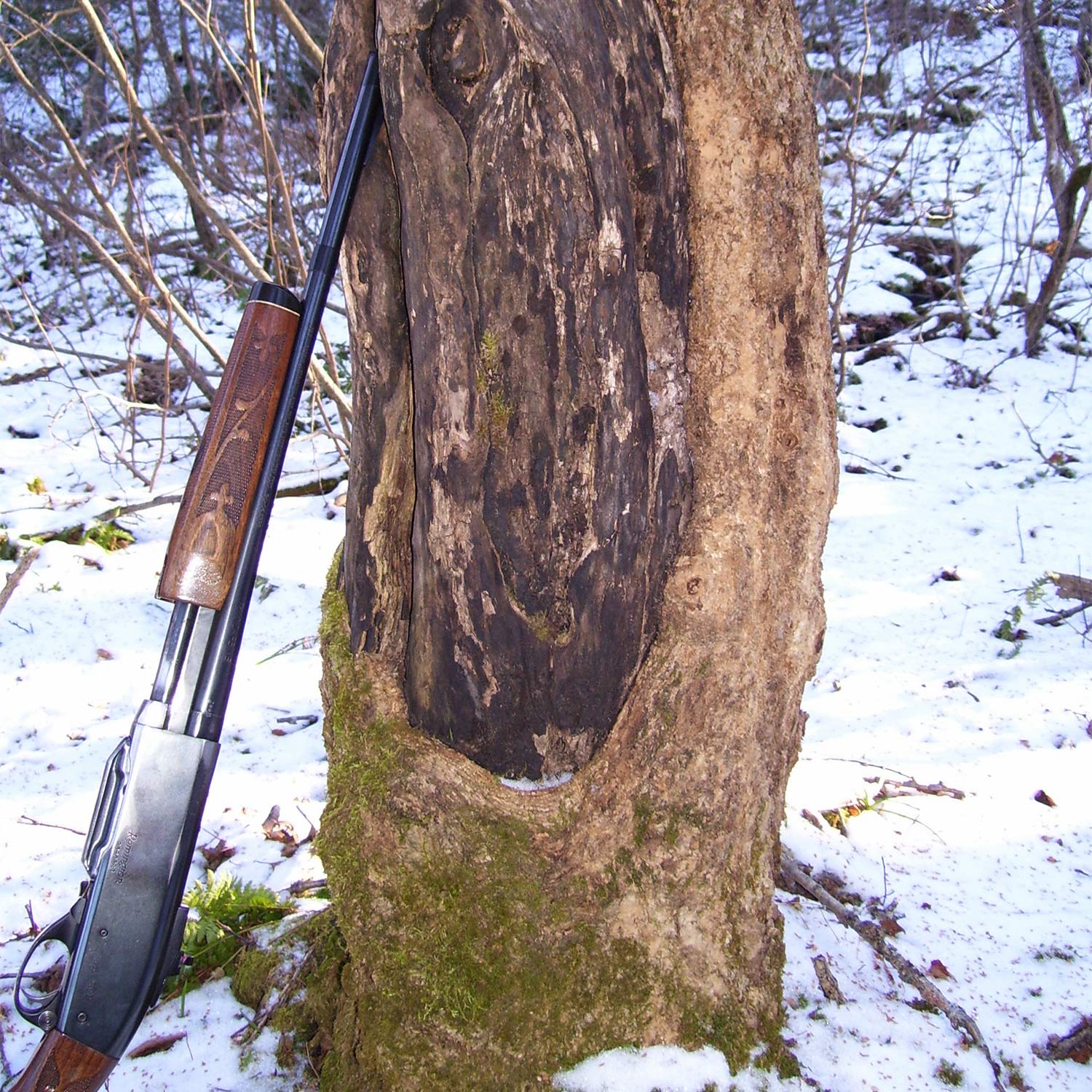 rifle leaning against a tree in the snow