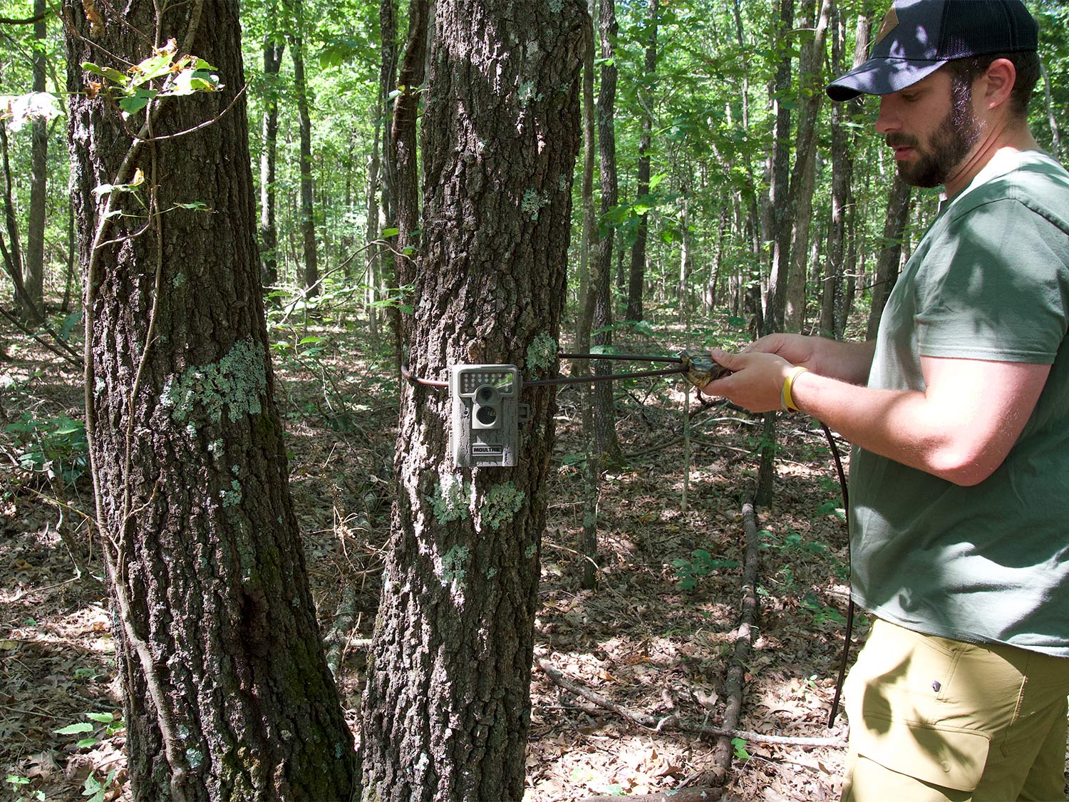 hunter locking a trail cam to a tree