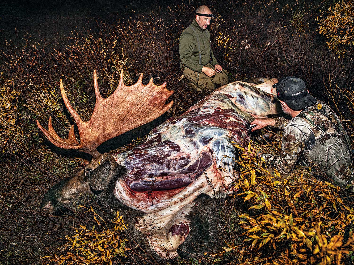 two hunters field dressing a giant bull elk