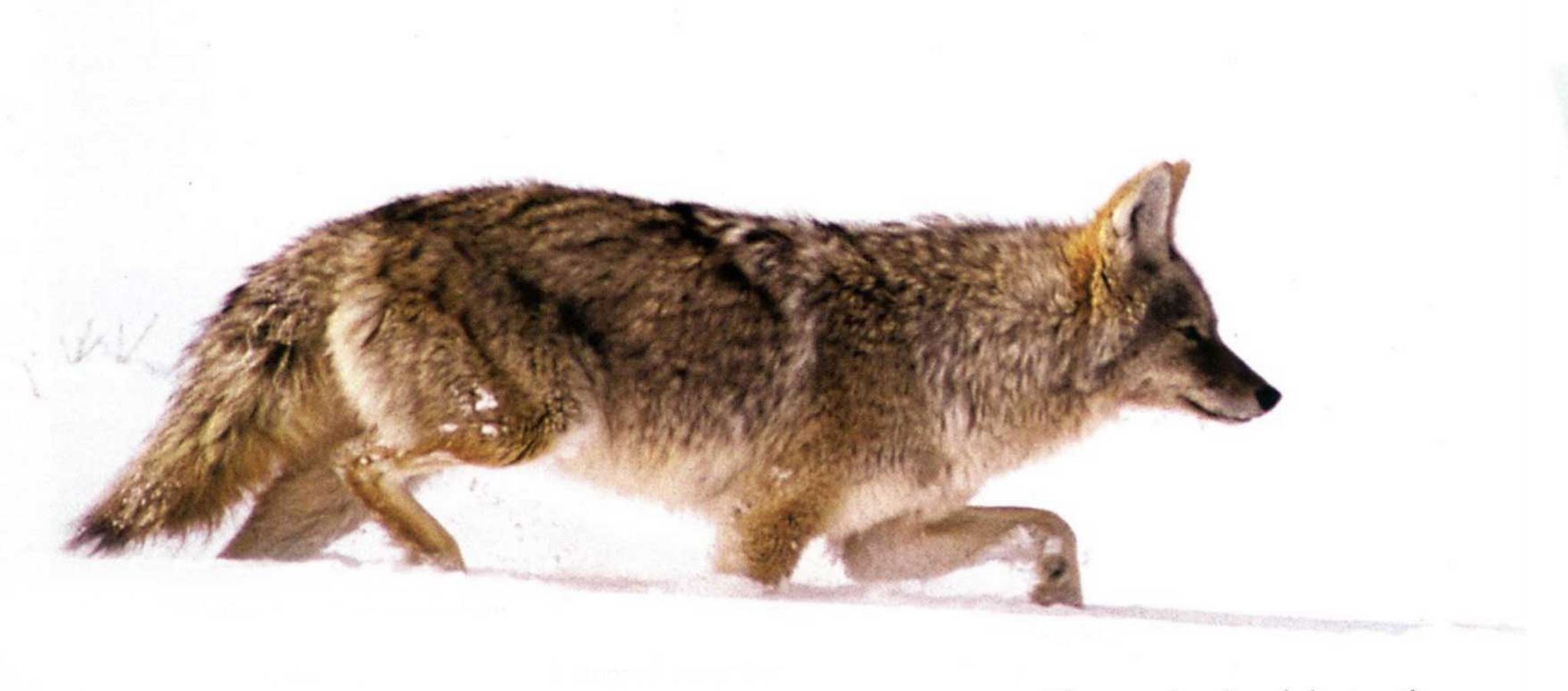A winter coyote sneaking in to a hunter's call.
