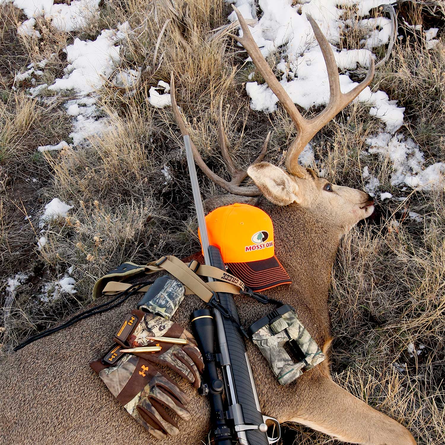 a mature muley buck with hunting gear on it