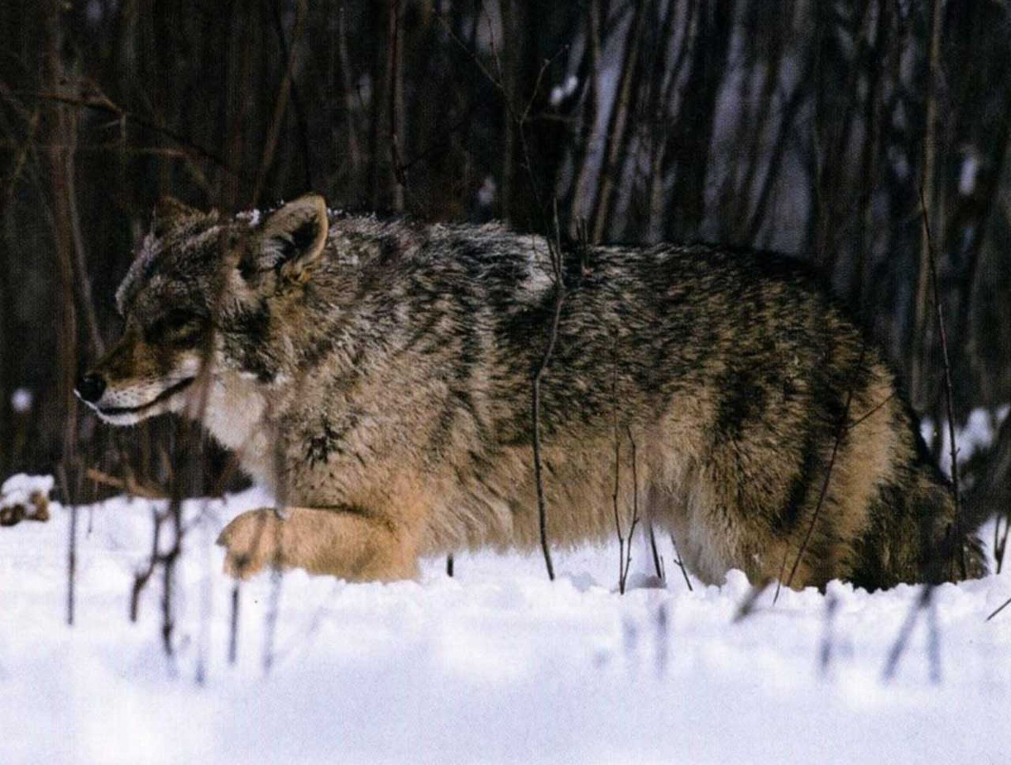 In late winter you can excite a male coyote by "talking dirty."
