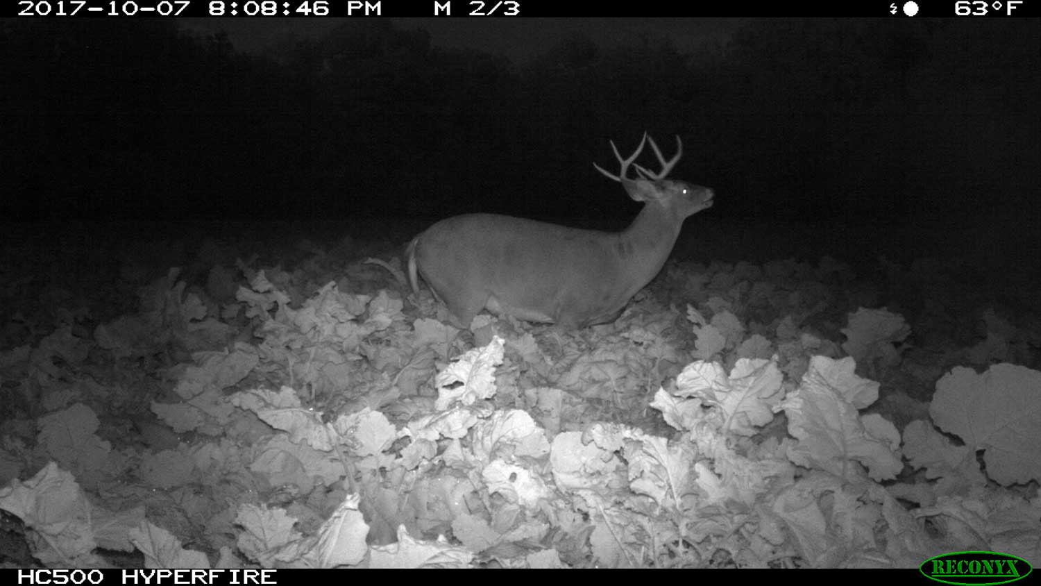 deer caught on trail camera at night