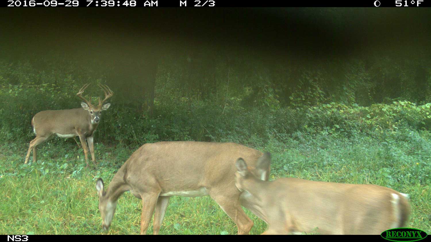 deer caught on trail camera in the woods