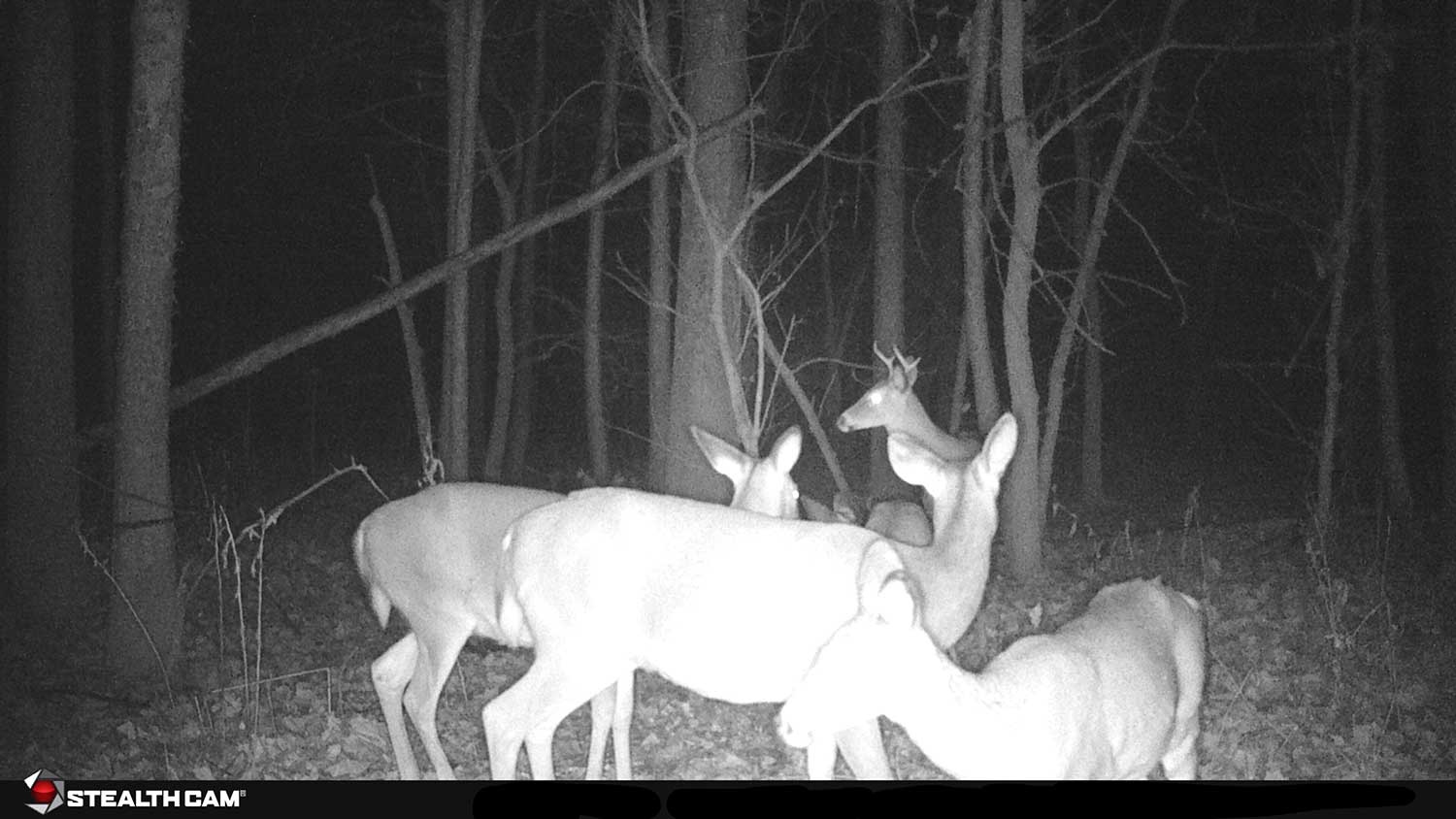 deer caught on trail camera at night