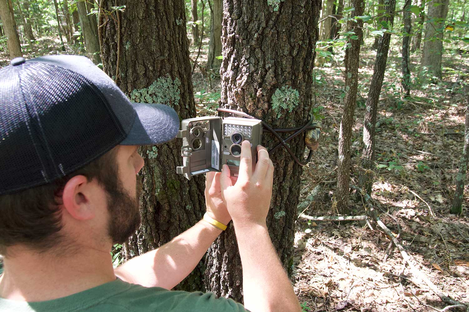 hunter hanging a trail camera