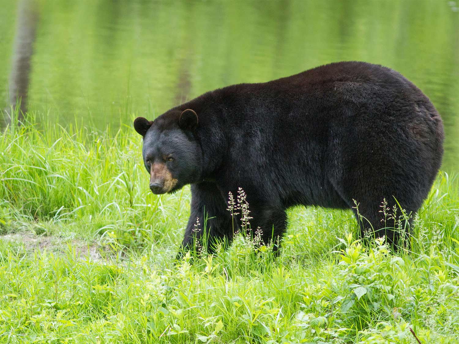 a black bear by a creek