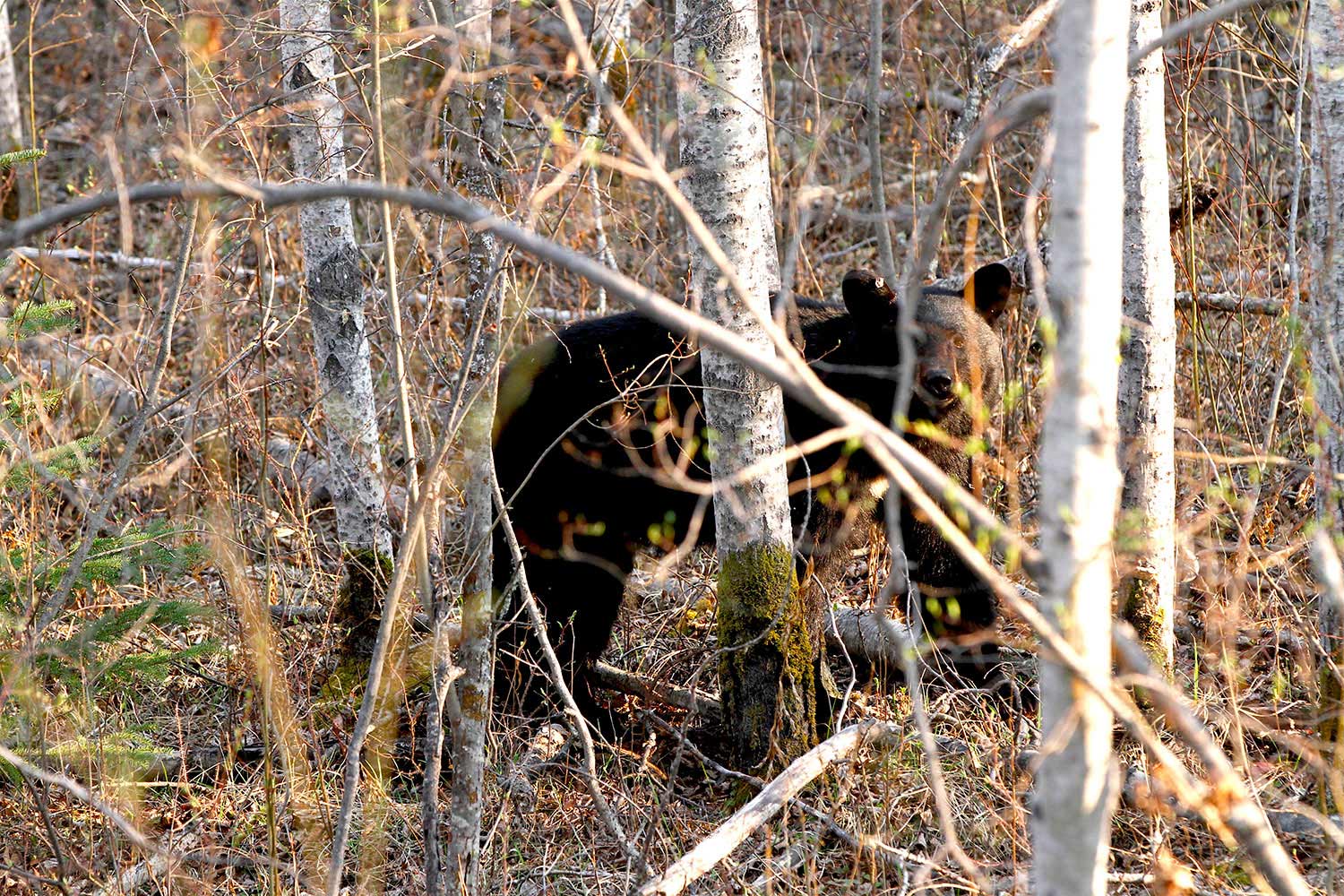 black bear walks into the woods