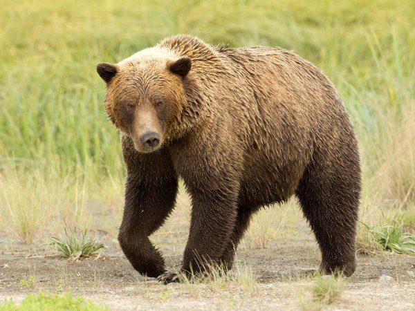 What We Can Learn From 3 Back-to-Back Grizzly Attacks on Hunters in Montana