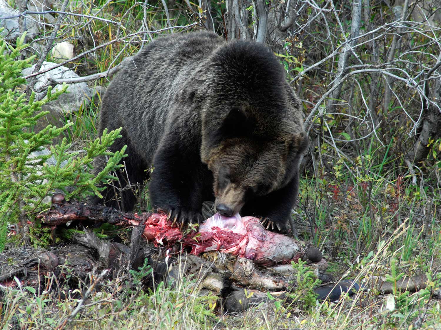 grizzly bear eating carcas