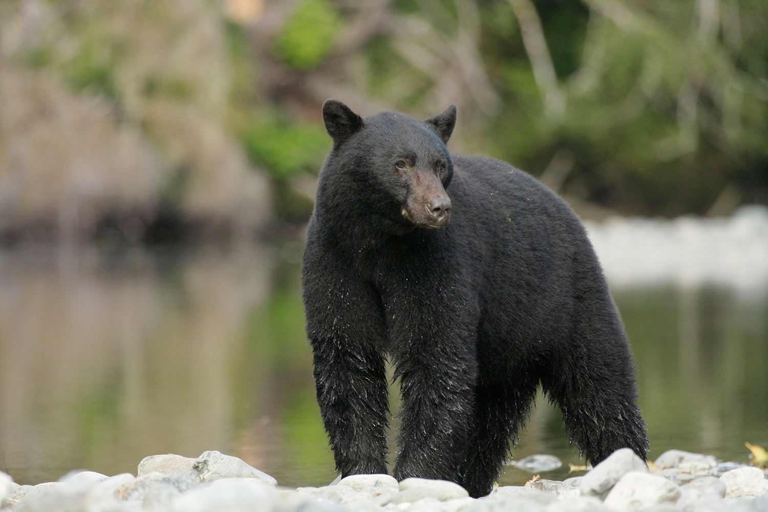 A black bear looking over his surroundings.