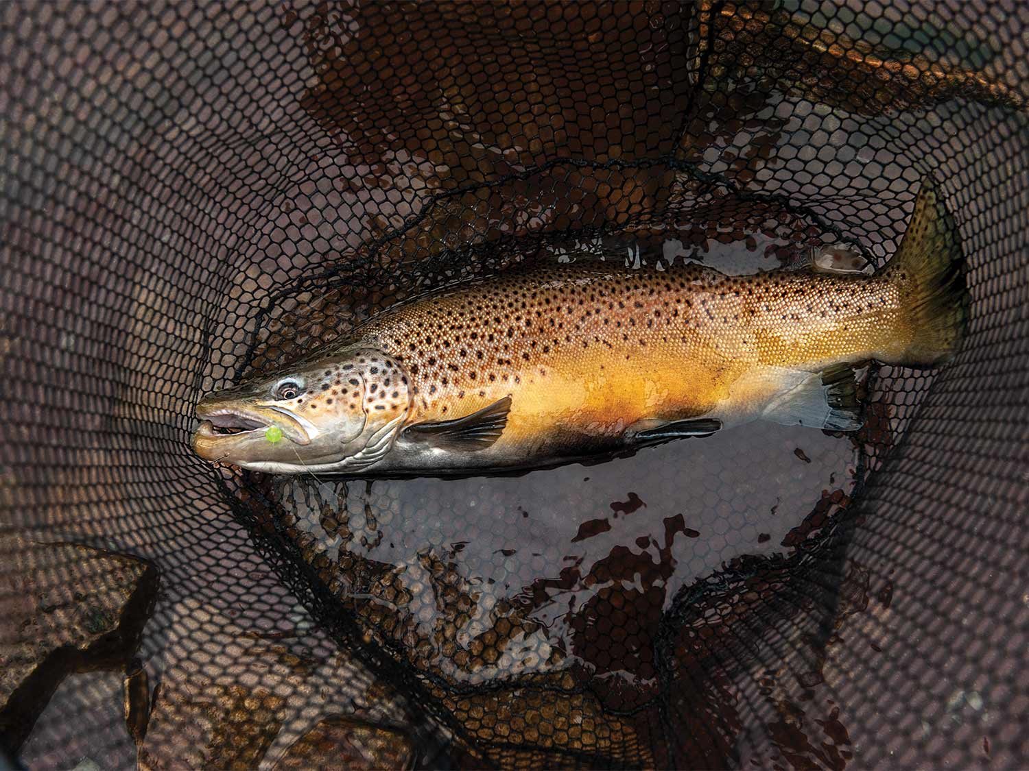 a brown trout in a net