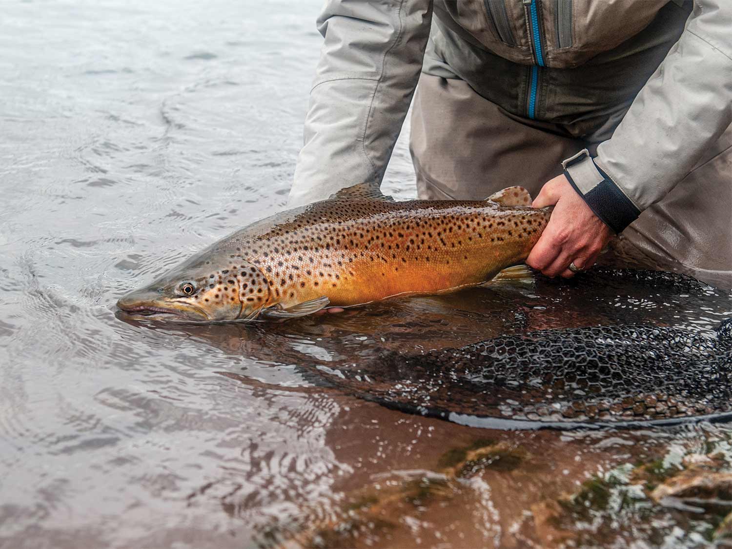 angler releasing brown trout back into the river