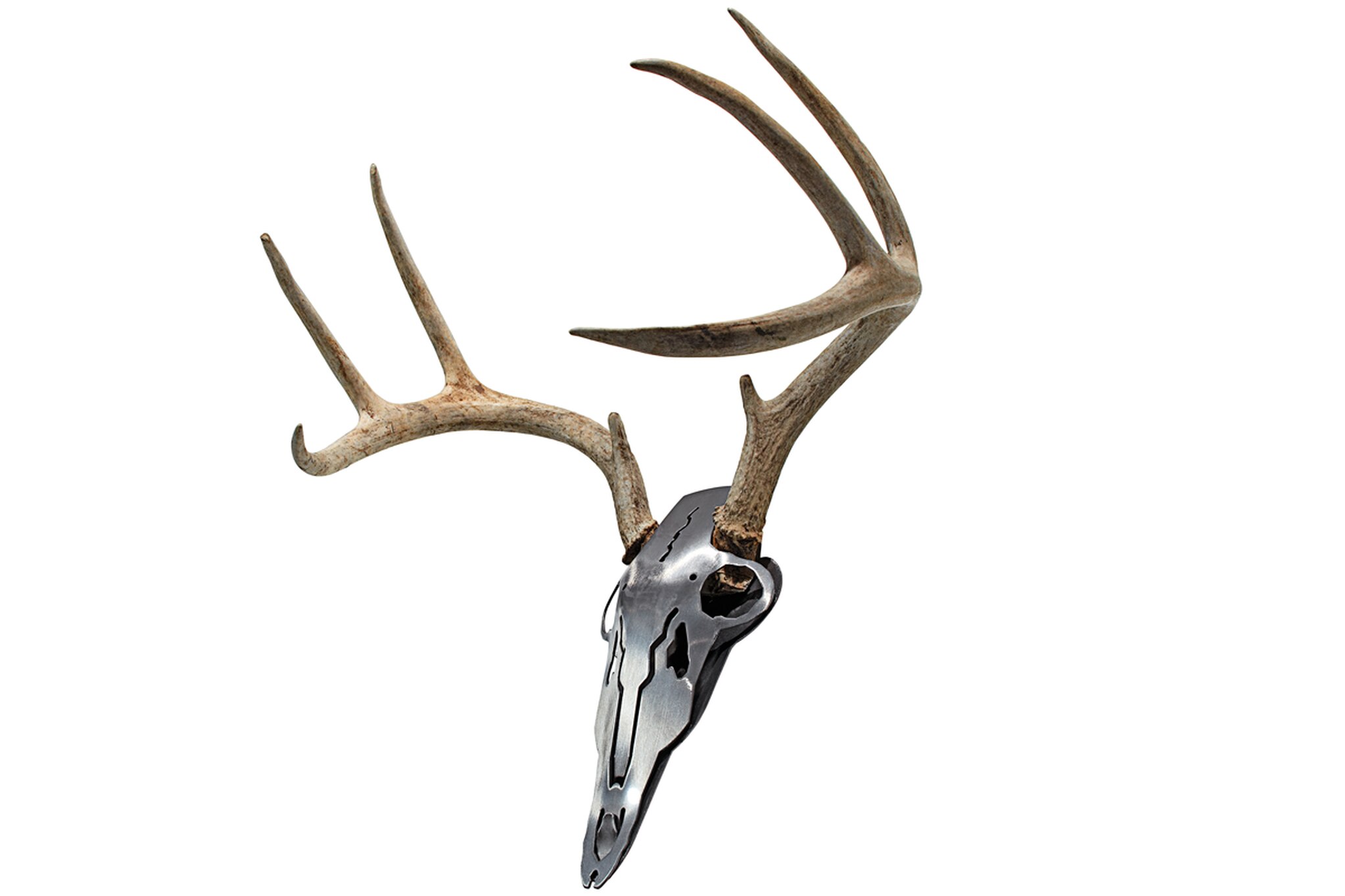 This cool kit allows you to take a set of antlers that have been cut from the skull.