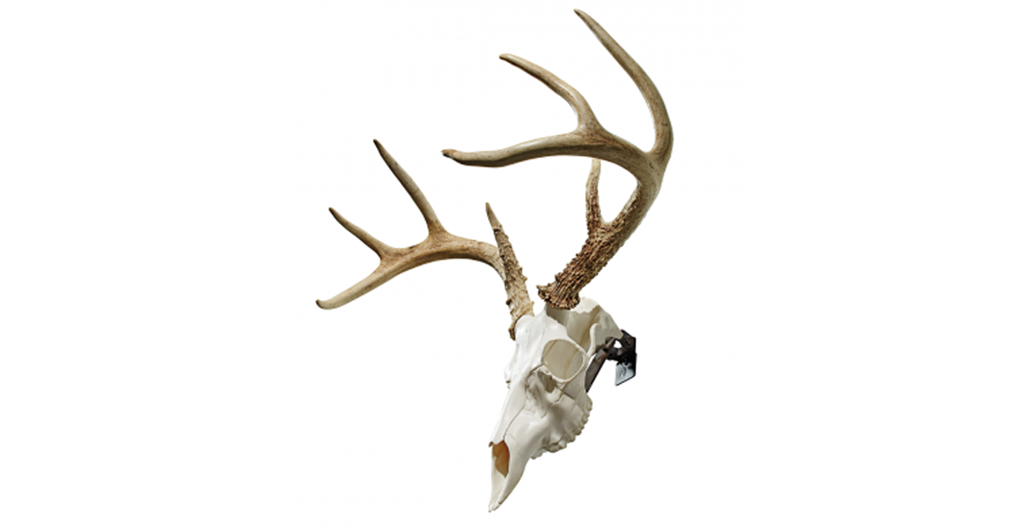 The Skull Master kit gives you the option of a full skull mount without the pains of dealing with the real skull.