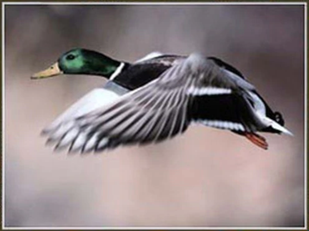 How has the lead ban changed duck hunting