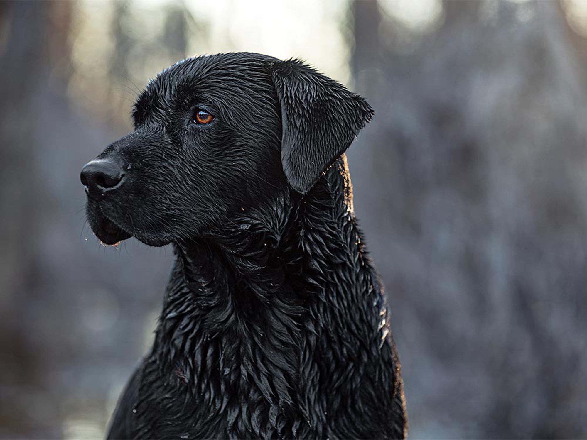 A steady duck dog waits for his next assignment.