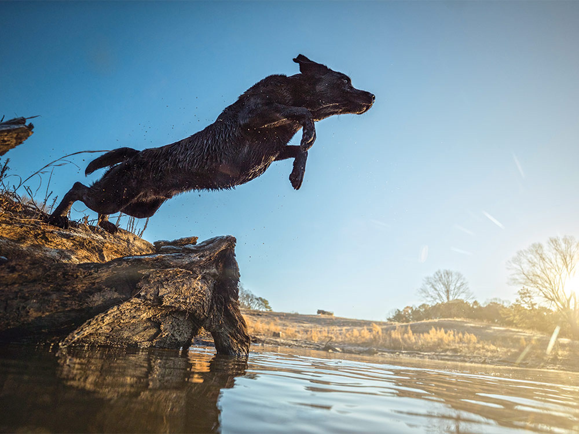 A tuned-up Labrador retriever dives in after a downed bird.