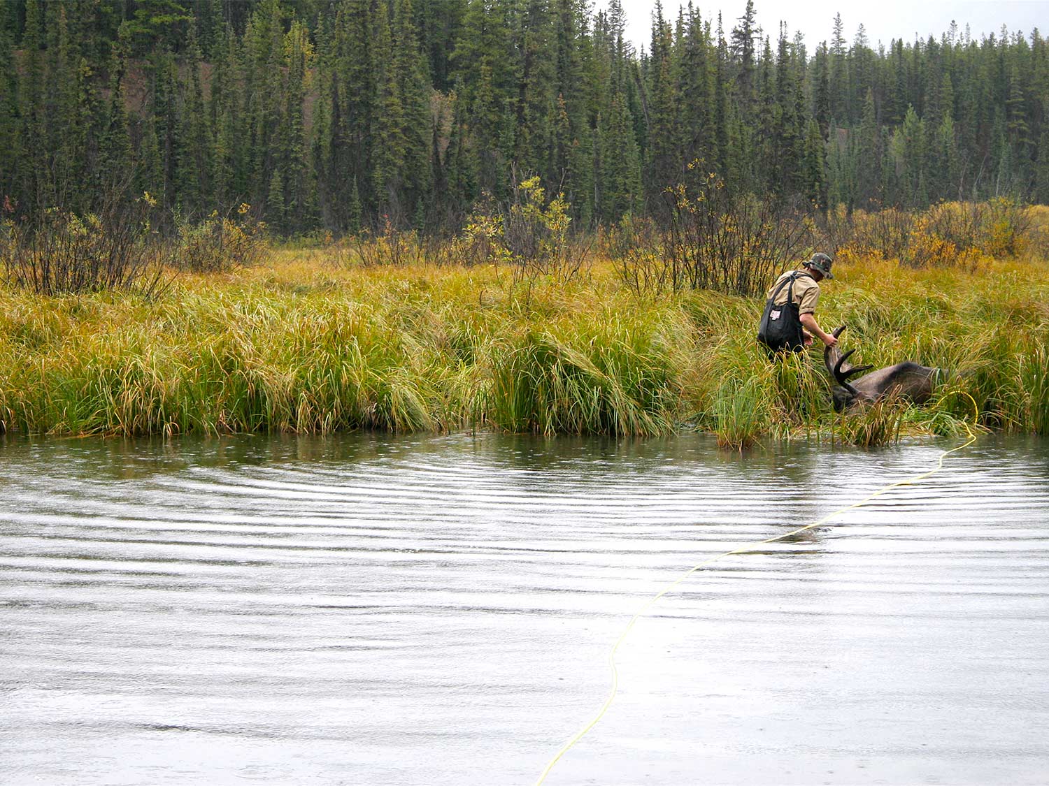 moose hunter hauling a moose out of the water